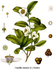 line drawing of tea plant